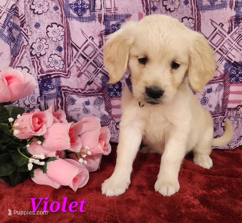 Violet – English Cream Golden Retriever puppy for sale in Sheridan, MI