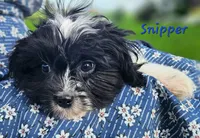 Snipper, a male Cavapoo and Cavalier King Charles Spaniel for sale in Sheridan, MI – 5 of 8