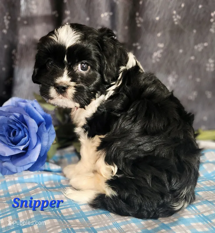 Snipper – Cavalier King Charles Spaniel puppy for sale in Sheridan, MI