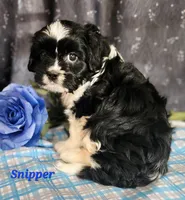 Snipper, a male Cavalier King Charles Spaniel for sale in Sheridan, MI – 1 of 4