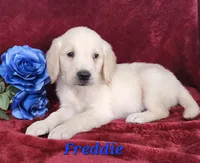Freddie, a male English Cream Golden Retriever for sale in Sheridan, MI – 3 of 4