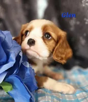 glen, a male Cavalier King Charles Spaniel for sale in Sheridan, MI – 3 of 4