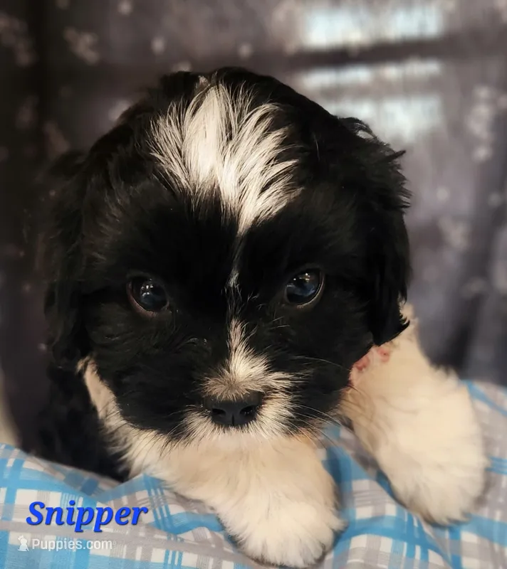 Snipper – Cavapoo, Cavalier King Charles Spaniel puppy for sale in Sheridan, MI