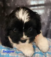 Snipper, a male Cavalier King Charles Spaniel for sale in Sheridan, MI – 4 of 4