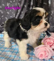 Starlight, a female Cavalier King Charles Spaniel for sale in Sheridan, MI – 4 of 4