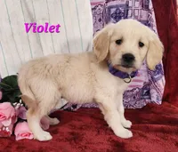 Violet, a female English Cream Golden Retriever for sale in Sheridan, MI – 4 of 4