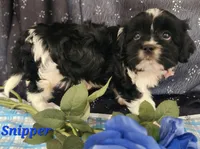 Snipper, a male Cavalier King Charles Spaniel for sale in Sheridan, MI – 2 of 4
