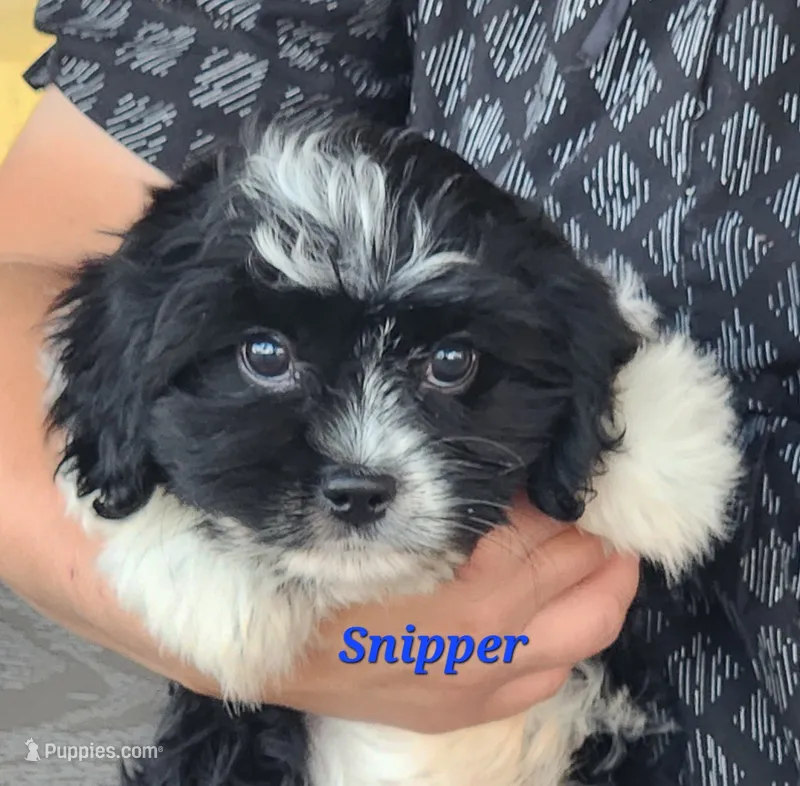 Snipper – Cavapoo, Cavalier King Charles Spaniel puppy for sale in Sheridan, MI