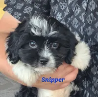 Snipper, a male Cavapoo and Cavalier King Charles Spaniel for sale in Sheridan, MI – 5 of 7