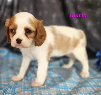 gloria, a female Cavalier King Charles Spaniel for sale in Sheridan, MI – 4 of 4