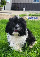 Snipper, a male Cavapoo and Cavalier King Charles Spaniel for sale in Sheridan, MI – 7 of 8