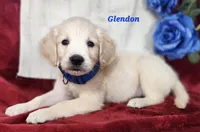 Glendon, a male English Cream Golden Retriever for sale in Sheridan, MI – 4 of 4