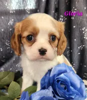 gloria, a female Cavalier King Charles Spaniel for sale in Sheridan, MI – 1 of 4