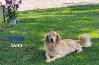 Ivy, a female English Cream Golden Retriever for sale in Sheridan, MI – 5 of 6