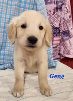 Gene, a male English Cream Golden Retriever for sale in Sheridan, MI – 4 of 4