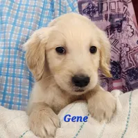 Gene, a male English Cream Golden Retriever for sale in Sheridan, MI – 3 of 4