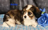 Bobby, a male Cavalier King Charles Spaniel for sale in Sheridan, MI – 2 of 4