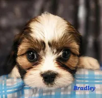 Bradley, a male Cavalier King Charles Spaniel for sale in Sheridan, MI – 4 of 4