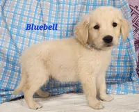 Bluebell, a male English Cream Golden Retriever for sale in Sheridan, MI – 3 of 4