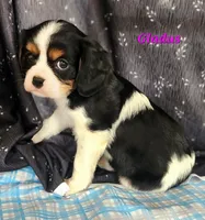 gladus, a female Cavalier King Charles Spaniel for sale in Sheridan, MI – 2 of 5
