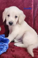 Freddie, a male English Cream Golden Retriever for sale in Sheridan, MI – 4 of 4