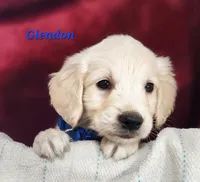 Glendon, a male English Cream Golden Retriever for sale in Sheridan, MI – 3 of 4