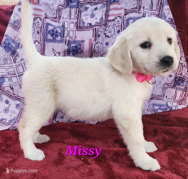 Missy – English Cream Golden Retriever puppy for sale in Sheridan, MI