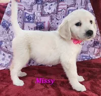 Missy, a female English Cream Golden Retriever for sale in Sheridan, MI – 1 of 4