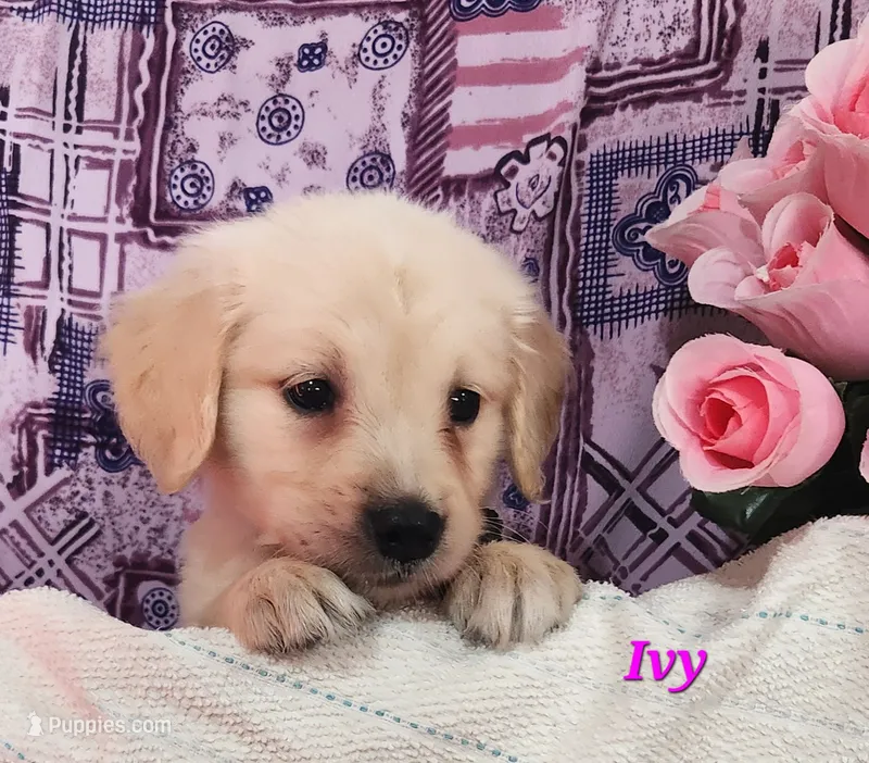 Ivy – English Cream Golden Retriever puppy for sale in Sheridan, MI