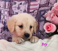 Ivy, a female English Cream Golden Retriever for sale in Sheridan, MI – 1 of 4