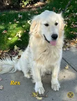 Ivy, a female English Cream Golden Retriever for sale in Sheridan, MI – 6 of 6