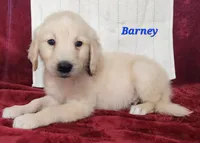Barney, a male English Cream Golden Retriever for sale in Sheridan, MI – 2 of 4
