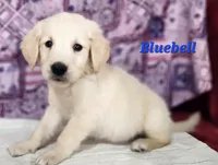 Bluebell, a male English Cream Golden Retriever for sale in Sheridan, MI – 4 of 4