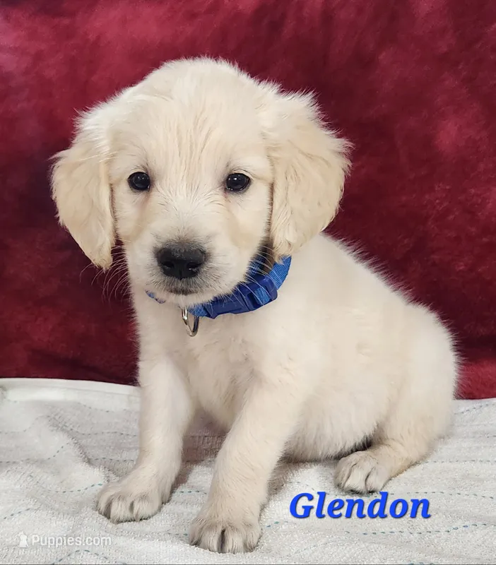Glendon – English Cream Golden Retriever puppy for sale in Sheridan, MI