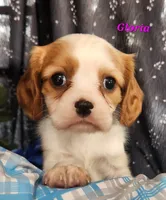 gloria, a female Cavalier King Charles Spaniel for sale in Sheridan, MI – 3 of 4