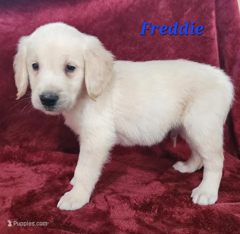 Freddie – English Cream Golden Retriever puppy for sale in Sheridan, MI