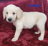 Freddie, a male English Cream Golden Retriever for sale in Sheridan, MI – 2 of 4
