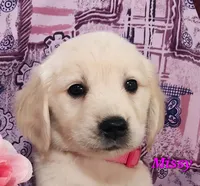 Missy, a female English Cream Golden Retriever for sale in Sheridan, MI – 2 of 4