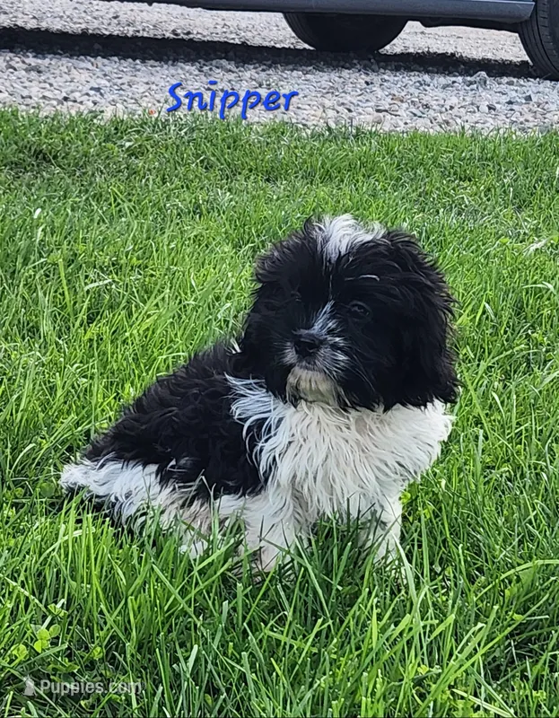 Snipper – Cavapoo, Cavalier King Charles Spaniel puppy for sale in Sheridan, MI