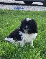 Snipper, a male Cavapoo and Cavalier King Charles Spaniel for sale in Sheridan, MI – 4 of 8