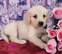 Ivy, a female English Cream Golden Retriever for sale in Sheridan, MI – 4 of 4