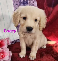 Lacey, a female English Cream Golden Retriever for sale in Sheridan, MI – 2 of 4