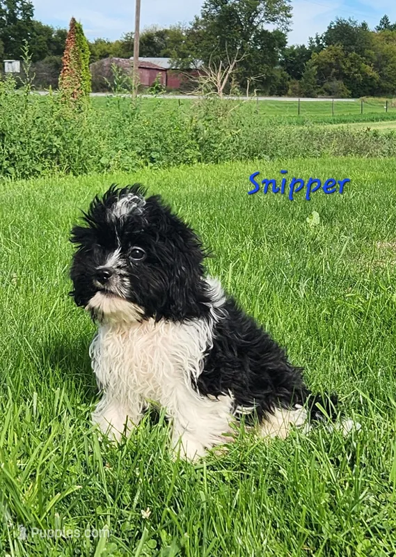 Snipper – Cavapoo, Cavalier King Charles Spaniel puppy for sale in Sheridan, MI