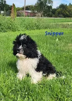 Snipper, a male Cavapoo and Cavalier King Charles Spaniel for sale in Sheridan, MI – 2 of 8