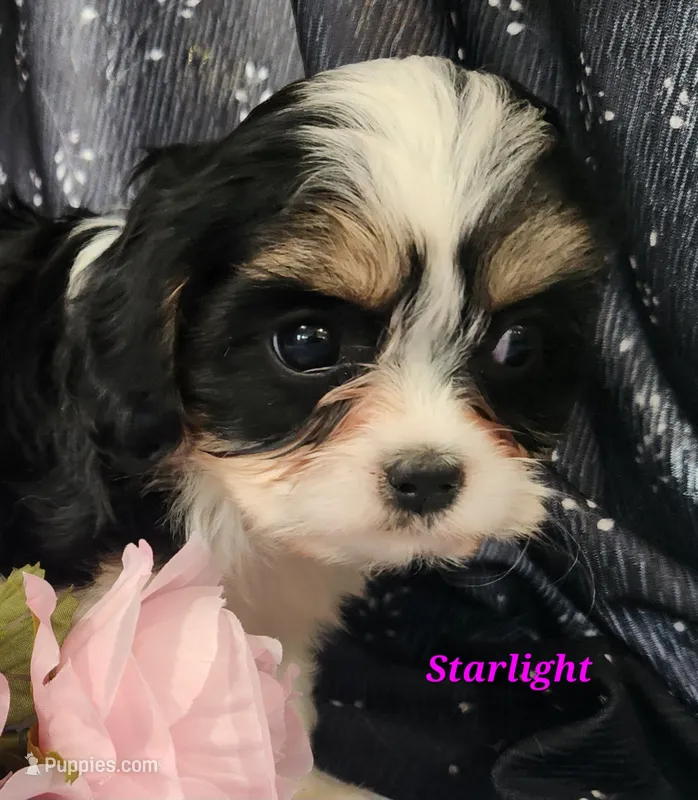 Starlight – Cavalier King Charles Spaniel puppy for sale in Sheridan, MI