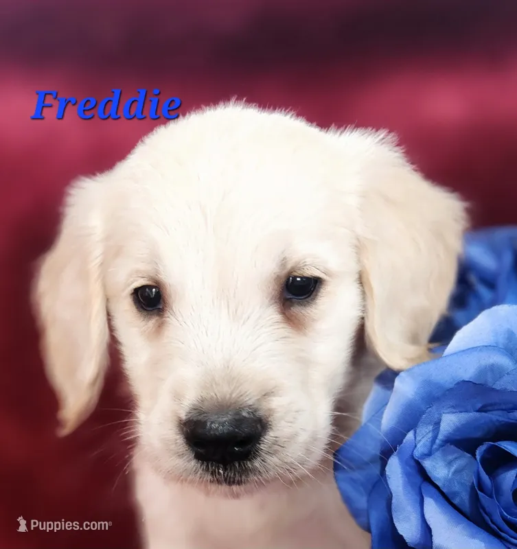 Freddie – English Cream Golden Retriever puppy for sale in Sheridan, MI