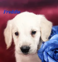 Freddie, a male English Cream Golden Retriever for sale in Sheridan, MI – 1 of 4