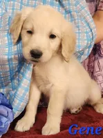 Gene, a male English Cream Golden Retriever for sale in Sheridan, MI – 2 of 4