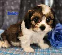 Bobby, a male Cavalier King Charles Spaniel for sale in Sheridan, MI – 4 of 4