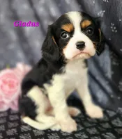 gladus, a female Cavalier King Charles Spaniel for sale in Sheridan, MI – 3 of 5